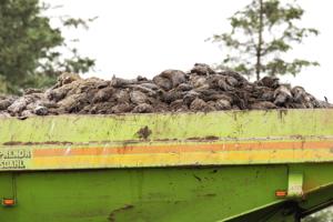 Styrelse: Ingen risiko for forurening af drikkevand ved minkgrave