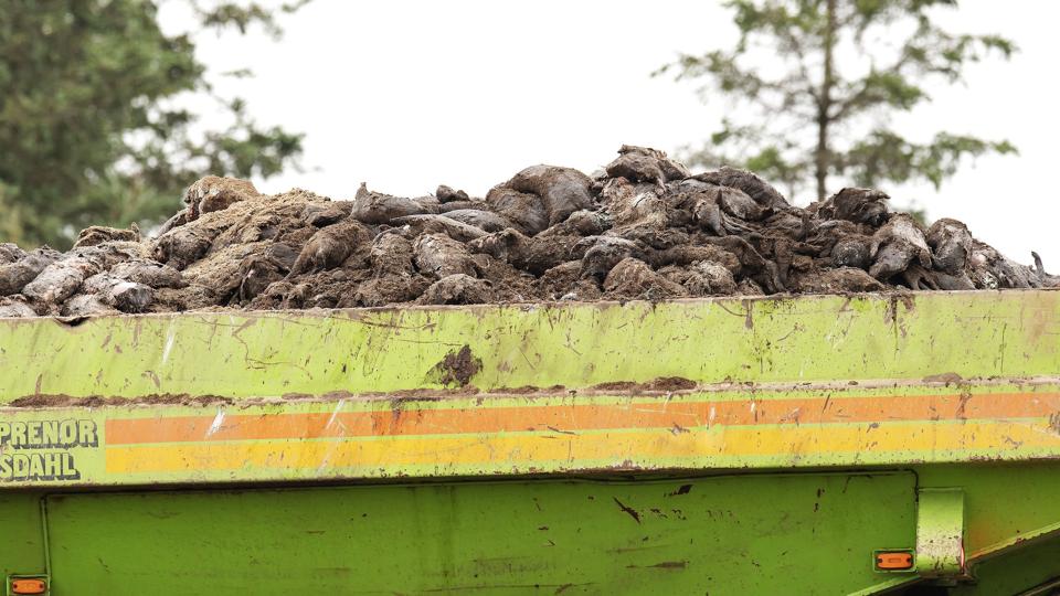 Ved Kølvrå i Viborg Kommune blev omkring 7000 tons døde mink opgravet i juni sidste år. <i>Bo Amstrup/Ritzau Scanpix</i>