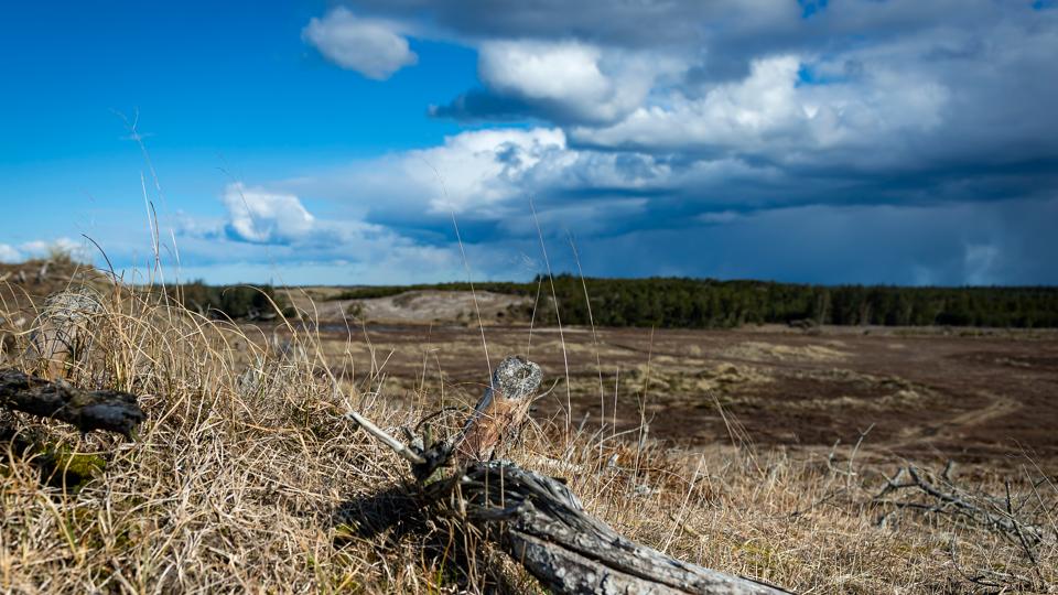 Naturen i Thy - og den del af den, der ligger i Nationalpark Thy, kan bidrage til at sikre fortsat fremdrift for turismeerhvervet og for virksomheder på kanten af Nationalpark Thy, lyder det i kommunens høringssvar til den nye nationalparkplan <i>Foto: Jens Fogh-Andersen</i>