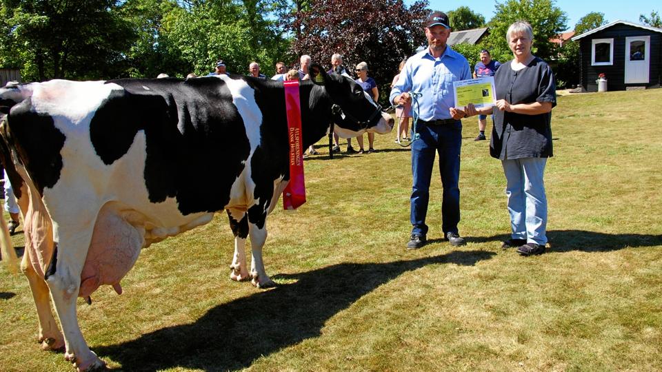 Ko nummer 516 fotograferet med landmandsparret Jens og Aase Hansen. Billedet er taget i sommeren 2018, da koen slog danmarksrekord med 191.754 kilo i ydelse.Privatfoto