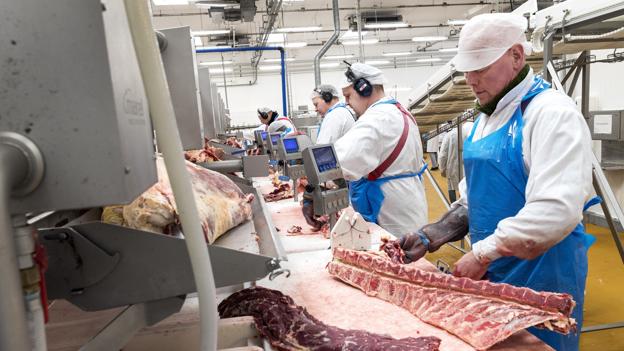 Bjerge af kød fra Himmerland: Nordjysk selskab slagtede flere kalve, køer og tyre