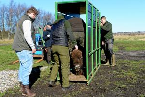 Se billederne: Her flytter de første bisoner fra Randers til Nordjylland