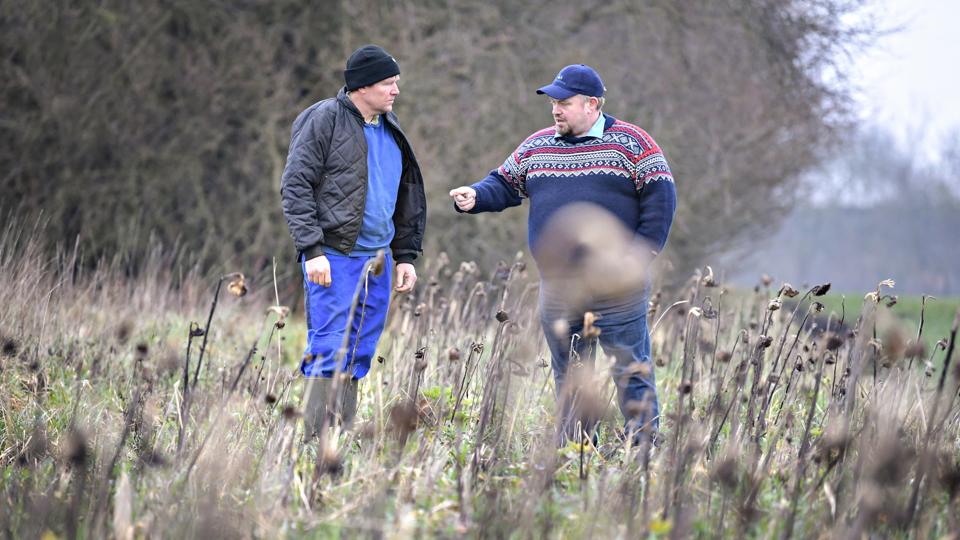 Landmand Bjarne Kjølby Jensen (tv) og planteavlskonsulent Eske Høj Laursen i en vildtstribe. Den er sået med planter, der giver føde til fugle og dyr.