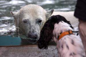 En vinterferie dag i Zoo: Hvem ved egentlig, hvor en isbjørn er mest lykkelig?