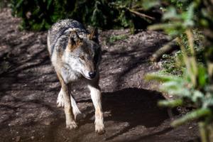 Vestjysk ulvepar forsvundet - forsker savner naturlig forklaring