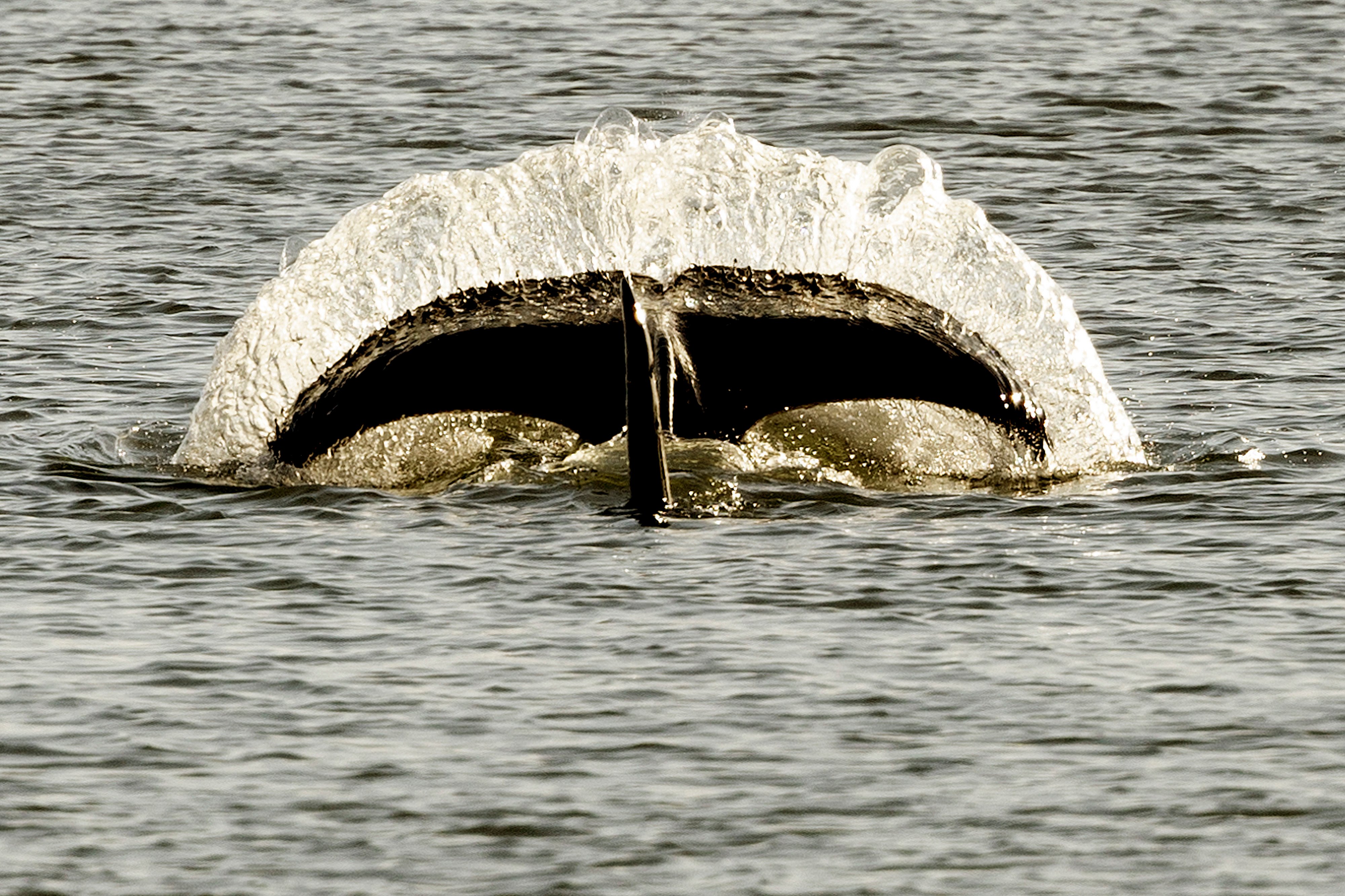 Flere hvaler på vej: Disse sjældne dyr kan komme til Nordjylland