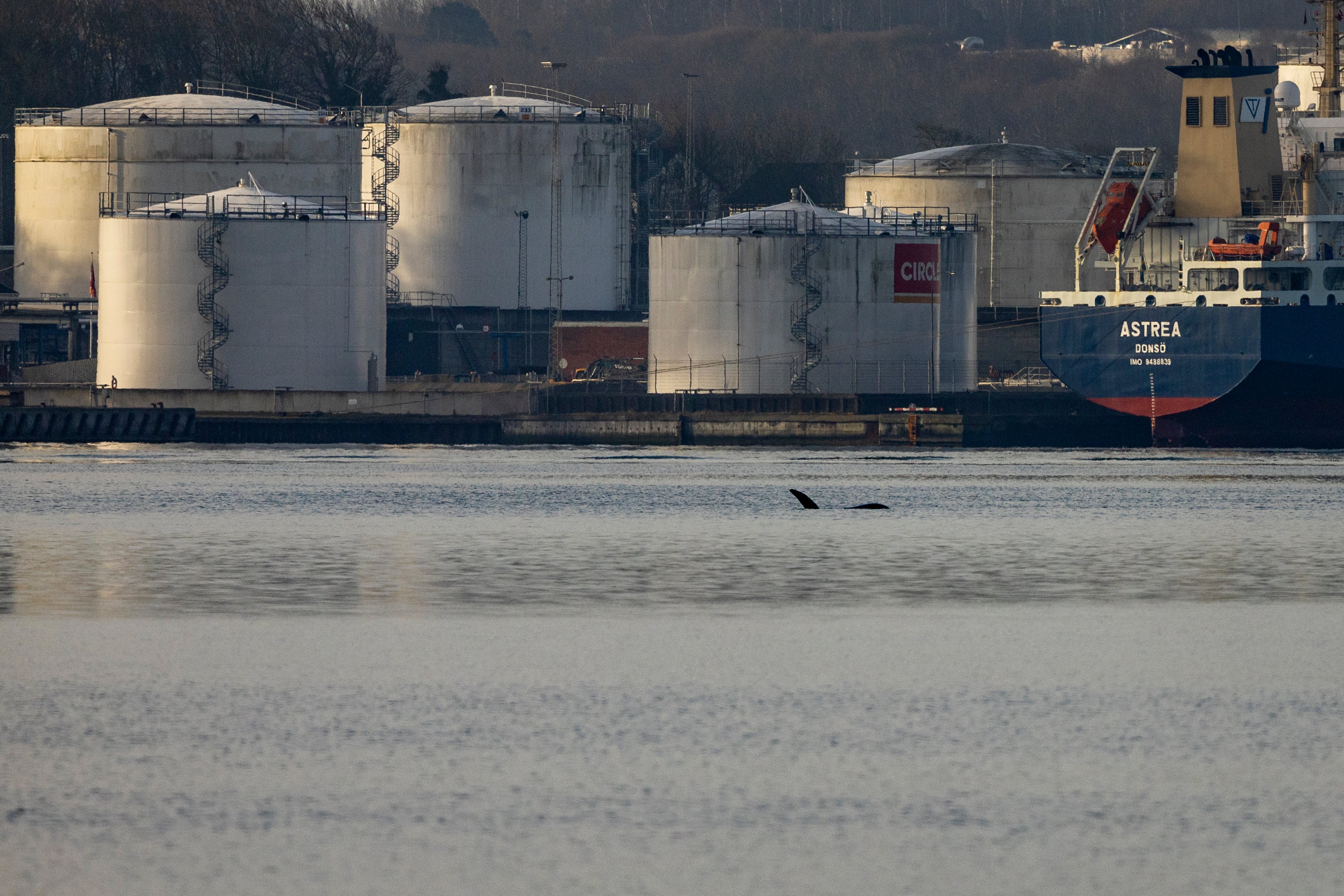 Spækhuggeren ligger stille i Limfjorden - og det får den lov til
