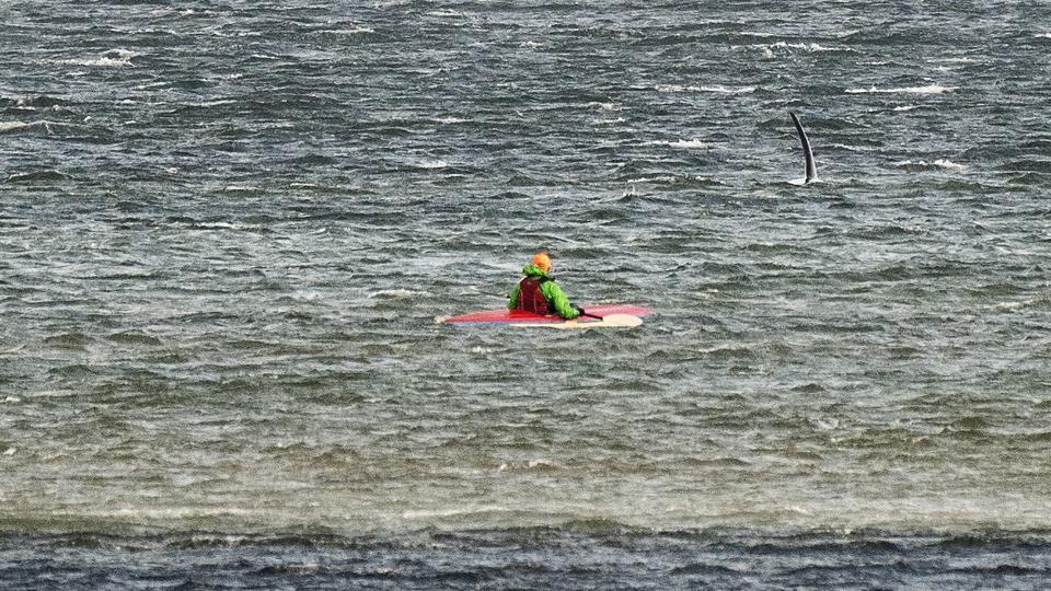 Billedet her viser spækhuggeren, da den i november sidste år lå stille fire dage ud for kysten ved Øster Hurup. Det er den samme spækhugger, der nu ligger i Limfjorden, har eksperter slået fast ud fra særlige kendtegn på spækhuggerens rygfinne. (Arkivfoto). <i>Henning Bagger/Ritzau Scanpix</i>