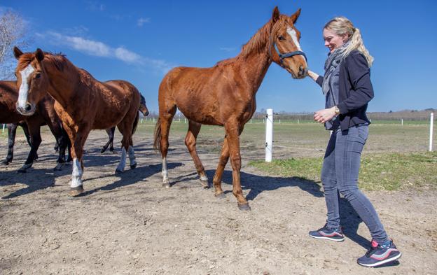 Louise Lynge har haft med heste at gøre hele sit liv. Billedet er fra familiens ejendom ved Vestbjerg. <i>Foto: Torben Hansen</i>