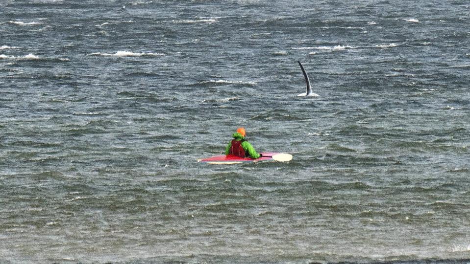 I november sidste år lå en spækhygger (på billedet) på lavt vand ud for kysten ved Haslevgaarde Strand ved Øster Hurup. Den lå der et par dage, før den forsvandt igen. Nu har den ligget nogle dage ud for Nørre Uttrup Lystbådehavn, og en undersøgelse tirsdag viser, at den ingen ydre sygdomstegn har. <i>Henning Bagger/Ritzau Scanpix</i>