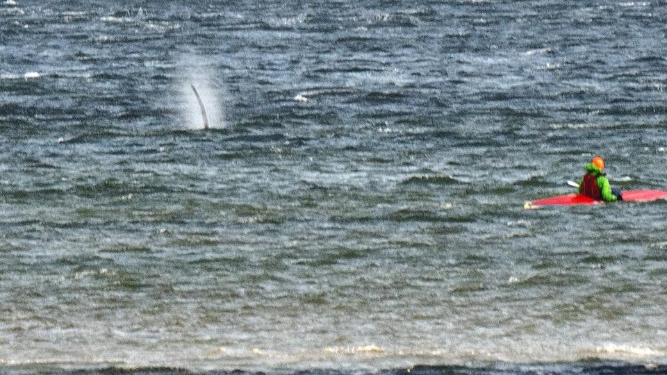 I november sidste år lå en spækhugger (på billedet) på lavt vand ud for kysten ved Haslevgaarde Strand ved Øster Hurup. Den lå der et par dage, før den forsvandt igen. (Arkivfoto). <i>Henning Bagger/Ritzau Scanpix</i>