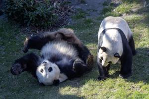 Parringssæson på vej: Med importeret urin håber Zoo på pandababy