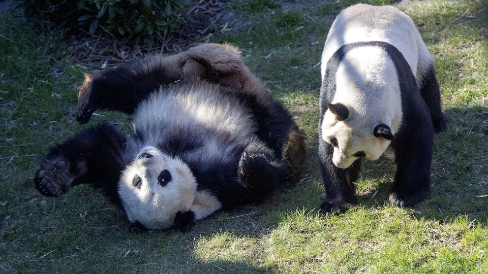 Københavns Zoo prøver for tredje gang at få pandaerne til at parre sig. I 2021 havde hannen ikke meget interesse til overs for hunnen, der gjorde sig til. (Arkivfoto). <i>Thomas Sjørup/Ritzau Scanpix</i>