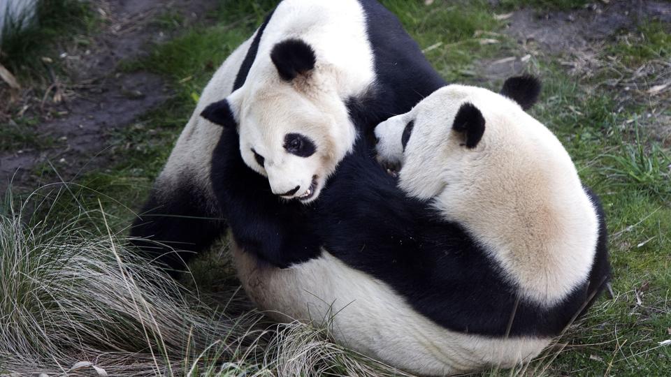 Selv om de to pandaer tumlede kærligt rundt under Sun Maos brunst i 2021, blev det aldrig til en parring (Arkivfoto). <i>Thomas Sjørup/Ritzau Scanpix</i>