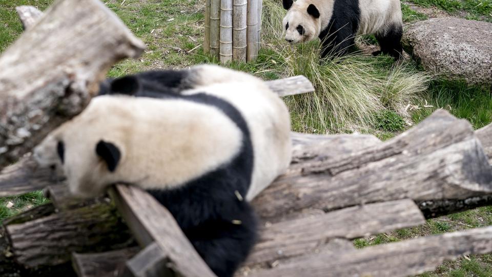 Pandaerne i zoo blev sat sammen i håbet om parring søndag den 24. april. Pandaerne i Københavns Zoo, hannen Xing Er og hunnen Mao Sun, har kun en gang om året chancen for at parre sig. <i>Mads Claus Rasmussen/Ritzau Scanpix</i>