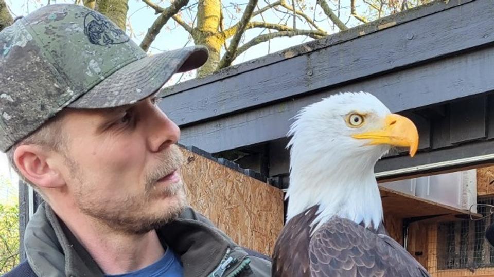 Morten Stricker hentede onsdag eftermiddag havørnen hos en gulvlægger i Hee. <i>Foto: Vivi-Ann Stricker</i>