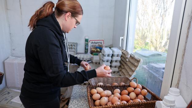 Æggene sorteres og gøres klar til salg i gårdbutikken. <i>Foto: Bente Poder</i>