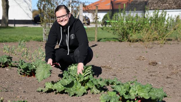 Det er sæson for rabarber. <i>Foto: Bente Poder</i>