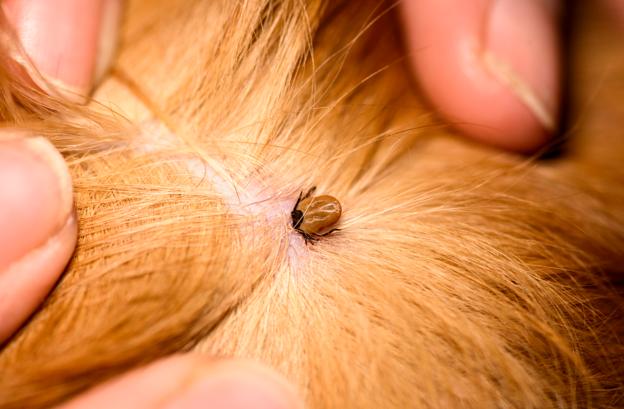 Tjek din hund for flåter - efter en tur i hundeskoven er der næsten sikkert gevinst. <i>Arkivfoto: Getty Images</i>