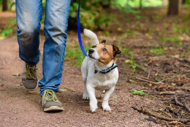 Hvis du har hunden i snor og I holder jer på stien, er der mindre risiko for flåter, end hvis hunden tumler sig i hundeskoven. Men det skal den vel have lov til - så må du bare tjekke grundigt bagefter. <i>Arkivfoto: Getty Images</i>