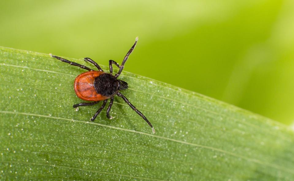 Lige nu sidder millioner af små flåter klar til at springe på de vilde dyr i naturen. I mangel af bedre kaster der sig gerne over hunde og mennesker. Få gode råd til at undgå sygdomme efter flåtbid <i>Arkivfoto: Getty Images</i>