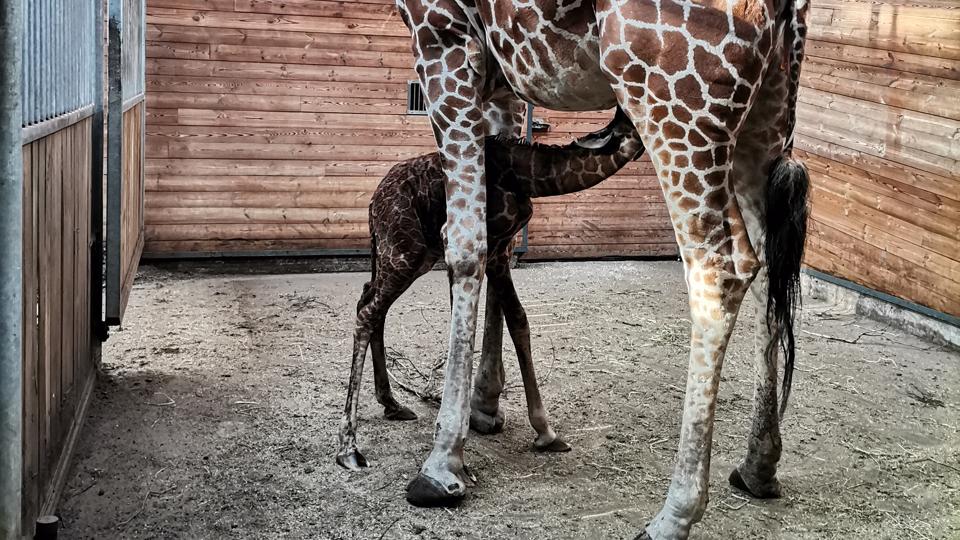 Dyrepasserne i Københavns Zoo blev lørdag morgen mødt af en glædelig overraskelse i form af en lille ny unge i girafstalden. <i>Zoologisk Have København/Free</i>