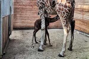 Ny girafunge er kommet til verden i Københavns Zoo