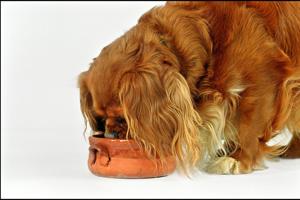 Hundefoder tilbagekaldes på grund af risiko for salmonella