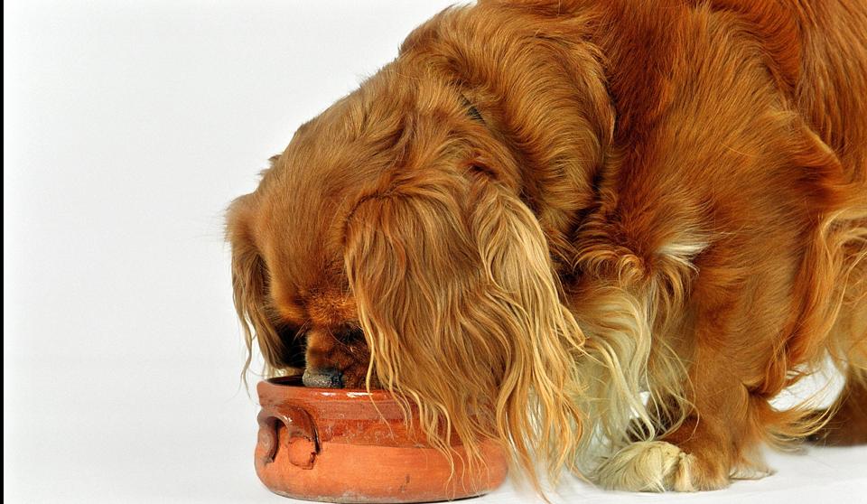 Der er fundet salmonella i en råvare til hundefoder, der er solgt i dyrehandlere over hele landet. (Arkivfoto). <i>Line Thit Klein/Ritzau Scanpix</i>