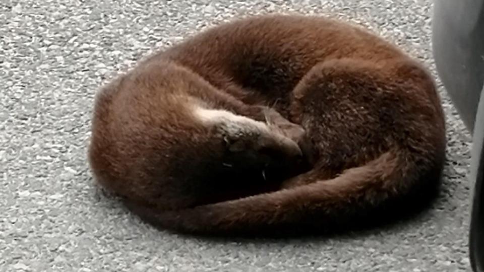 Odderen lå og sov midt på vejen ved Løgstør. Hvor det nøjagtig fandt sted, forbliver en hemmelighed - af hensyn til odderen... <i>Privatfoto</i>