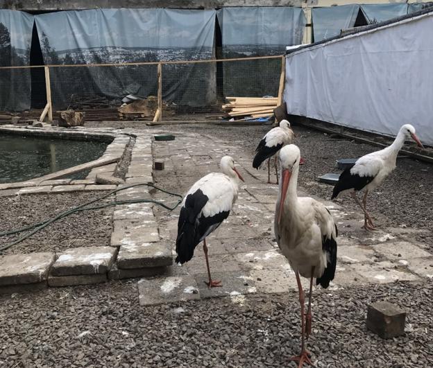 I dyreinternattet i Ukraine var der ikke kun hunde og katte. <i>Privatfoto</i>