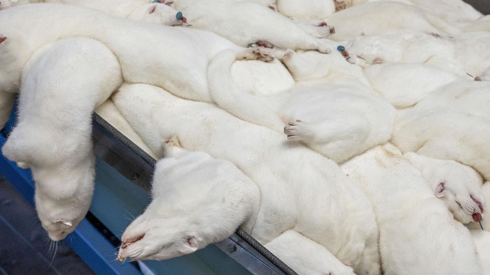 Regeringen besluttede i november 2020, at alle landets mink skulle slås ned. Det skete, af frygt for at et muteret coronavirus kunne nedsætte effekten af kommende vacciner mod covid-19. (Arkivfoto.) <i>John Randeris/Ritzau Scanpix</i>