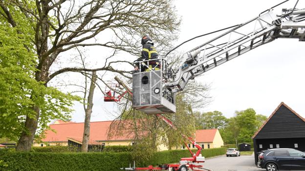 Uheld ved træfældning i Aalborg Øst <i>Foto: Jan Pedersen</i>