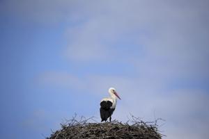 Fem storkepar yngler: Markvanding sikrer godt med regnorme