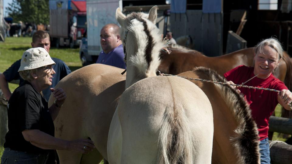 Henny Hove (med hatten) tjekker hestene på Hjallerup Marked. Arkivfoto: Kurt Bering <i>Kurt Bering</i>
