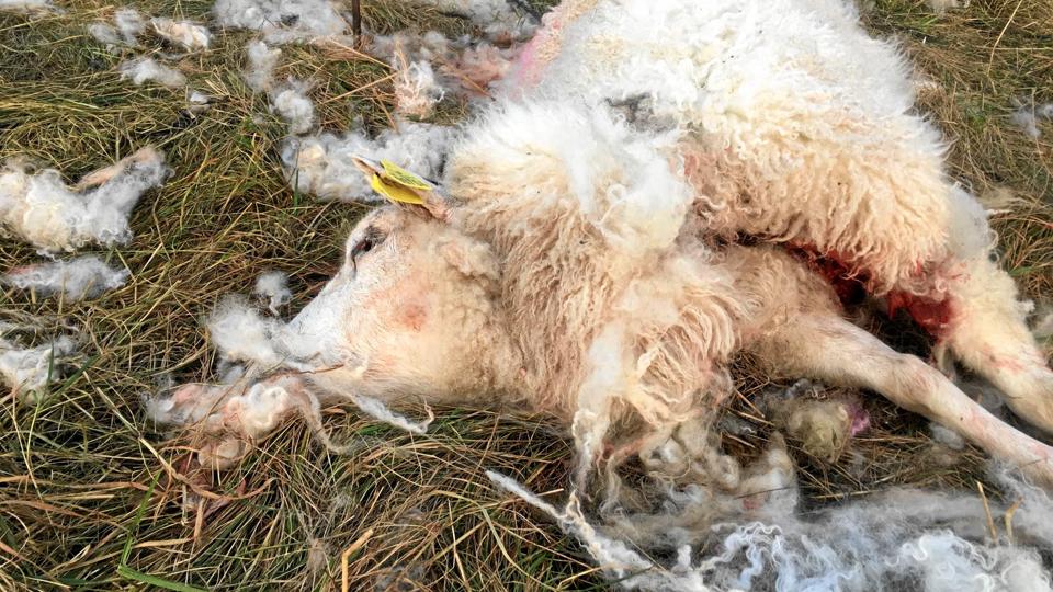 Foto: Her er ulven i Danmark
