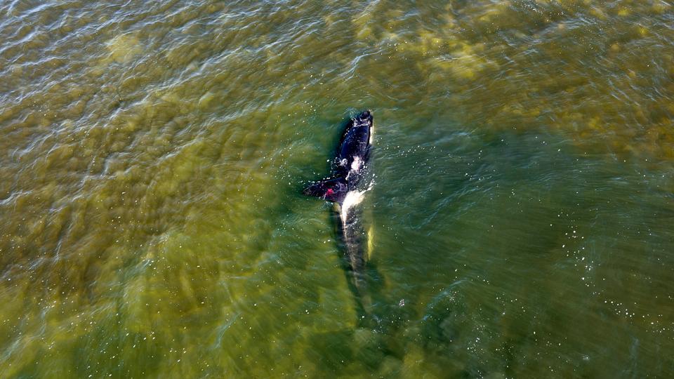 Spækhuggeren så ud til at ligge på sit dødsleje, men onsdag svømmede den pludselig rundt blandt sejlbåde. <i>Arkivfoto: Henrik Bo</i>