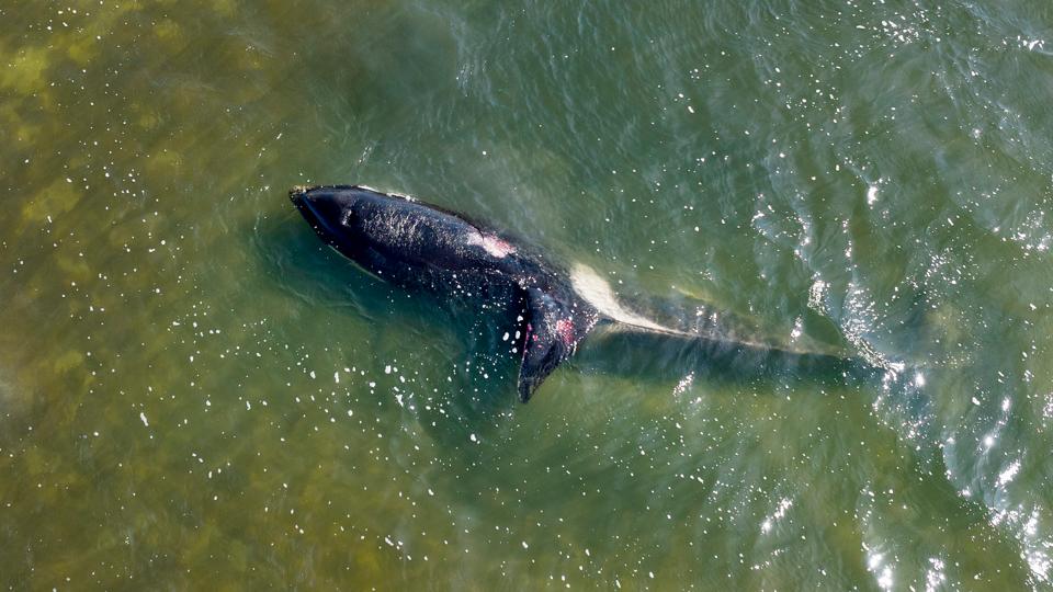 Måger hakkede spækhuggeren til blods, da den lå på lavt vand i Limfjorden. Eksperter troede, at den var ved at dø, men pludselig livede den op igen - og nu er den svømmet væk. Foto: Henrik Bo <i>Foto: Henrik Bo</i>
