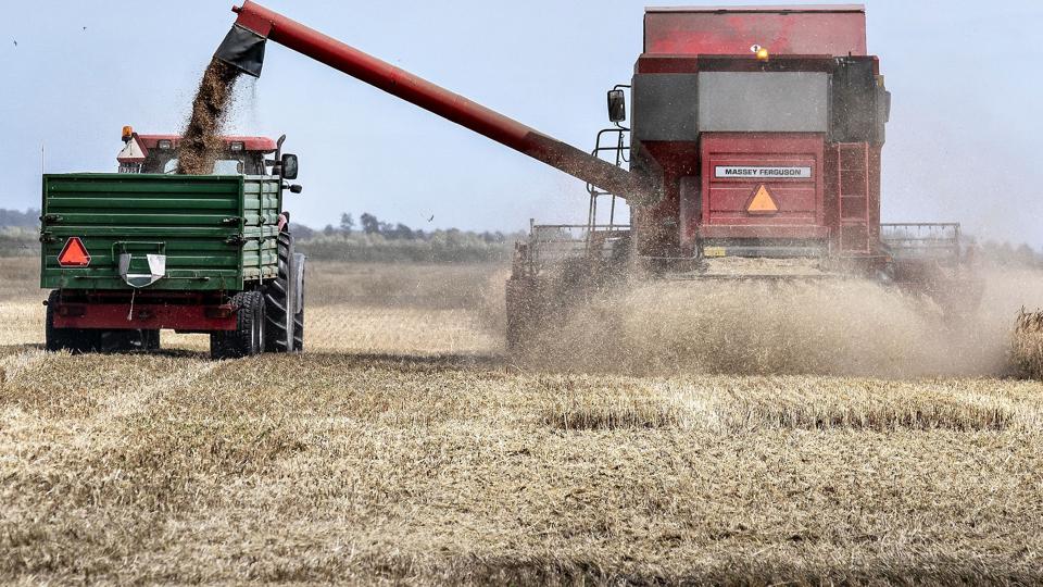 Store landbrugsarealer er en trussel for biodiversiteten. Danmark skal gøre mere for at sikre naturen omkring de store marker, mener EU-Kommissionen. (Arkivfoto). <i>Henning Bagger/Ritzau Scanpix</i>
