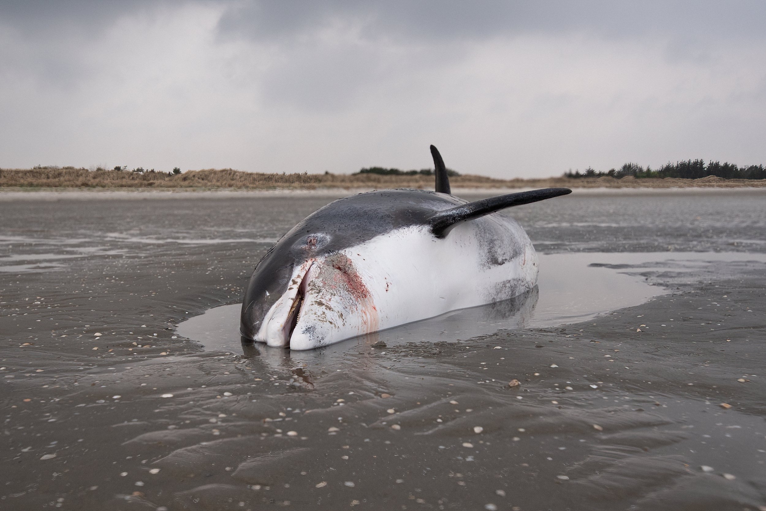 Død delfin skyllet i land på strand