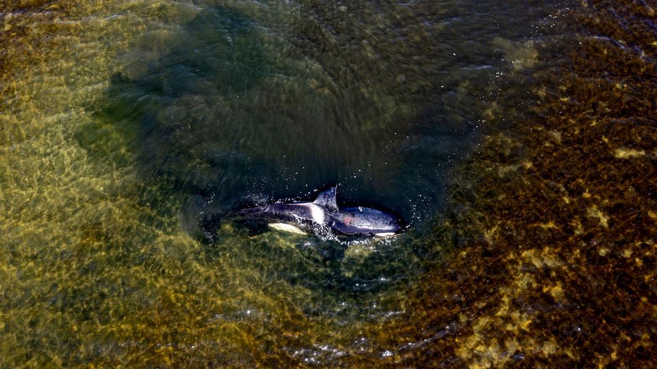 Billedet her blev taget mandag, da måger var begyndt at hakke i spækhuggeren. Siden har dyret overrasket og ses onsdag eftermiddag svømme rundt i Limfjorden. <i>Ren© Schãtze/Ritzau Scanpix</i>