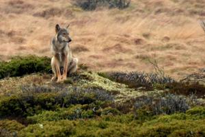 Unge ulve på vej mod Nordjylland: - Det er kun et spørgsmål om tid