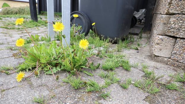 Ditte Hjørringgaard blev for tre år siden kendt, da hun lagde sin have om og nu hører vi om erfaringerne, når hun er med på Naturmødet. <i>Foto: Bente Poder</i>