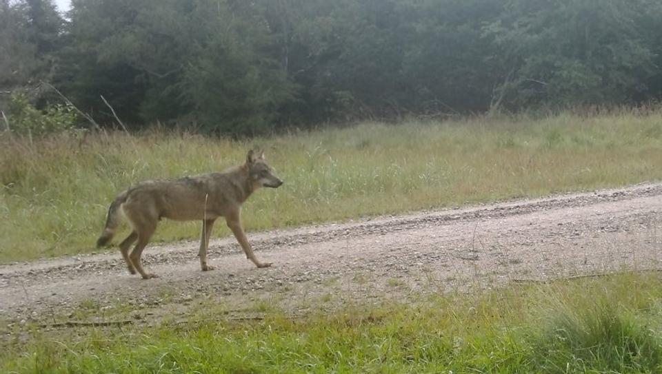 Her et tidligere foto af ulven i Lille Vildmose - fotograferet en tidlig morgen i juli 2021. <i>Foto: Aage V. Jensen Naturfond</i>