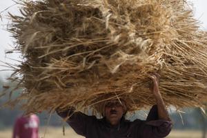 Indien forbyder eksport af hvede for at dæmpe prisstigninger