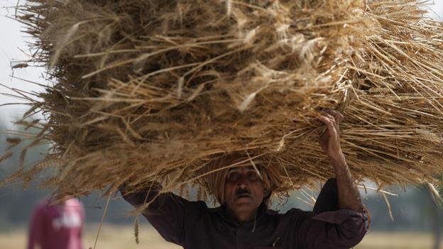 Indien forbyder eksport af hvede for at dæmpe prisstigninger