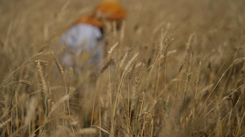 Indien er en kæmpeproducent inden for hvede, men eksporterer under én procent af produktionen, siger cheføkonom. Landets eksportstop af hvede skal dæmpe lokale prisstigninger. Billedet er fra den 28. april. <i>Channi Anand/Ritzau Scanpix</i>