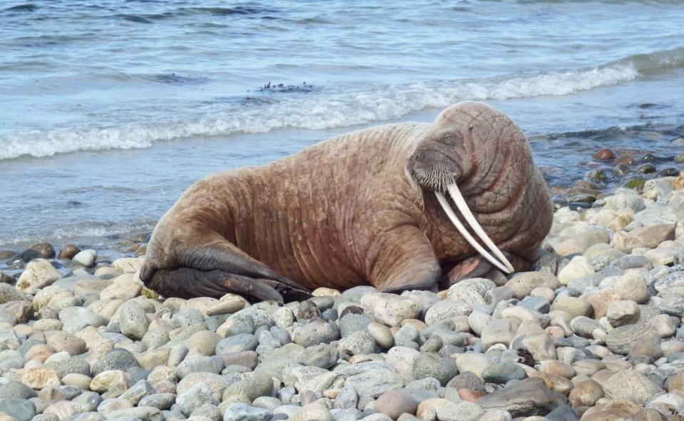 Hvalrossen på Læsø med sine lange stødtænder, der har imponeret selv eksperter. Nu har den forladt stranden. <i>Foto: Naturstyrelsen</i>