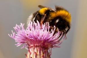 Danske bier er i krise: 56 arter risikerer at forsvinde