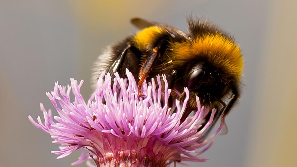 Humlebierne flyver stadig rundt i Danmark. Her indtager den velkendte bi en god gang nektar. (Arkivfoto). <i>Per Soerensen Photography/Ritzau Scanpix</i>